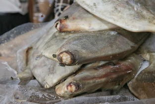 破冰專項行動顯威，黃埔海關查獲31億元特大走私進口凍水產品案