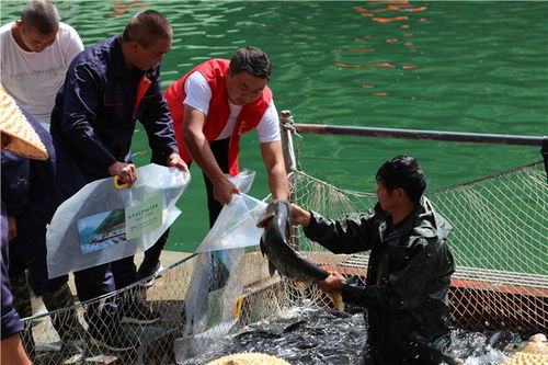 從“放水養魚”到“放魚養水” 安康嵐皋的生態致富新路徑